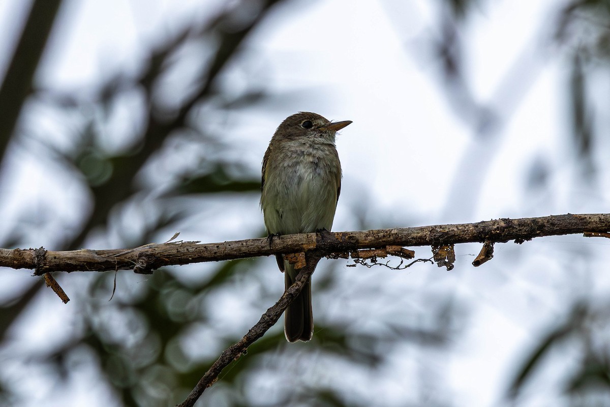 Willow Flycatcher - ML641074078
