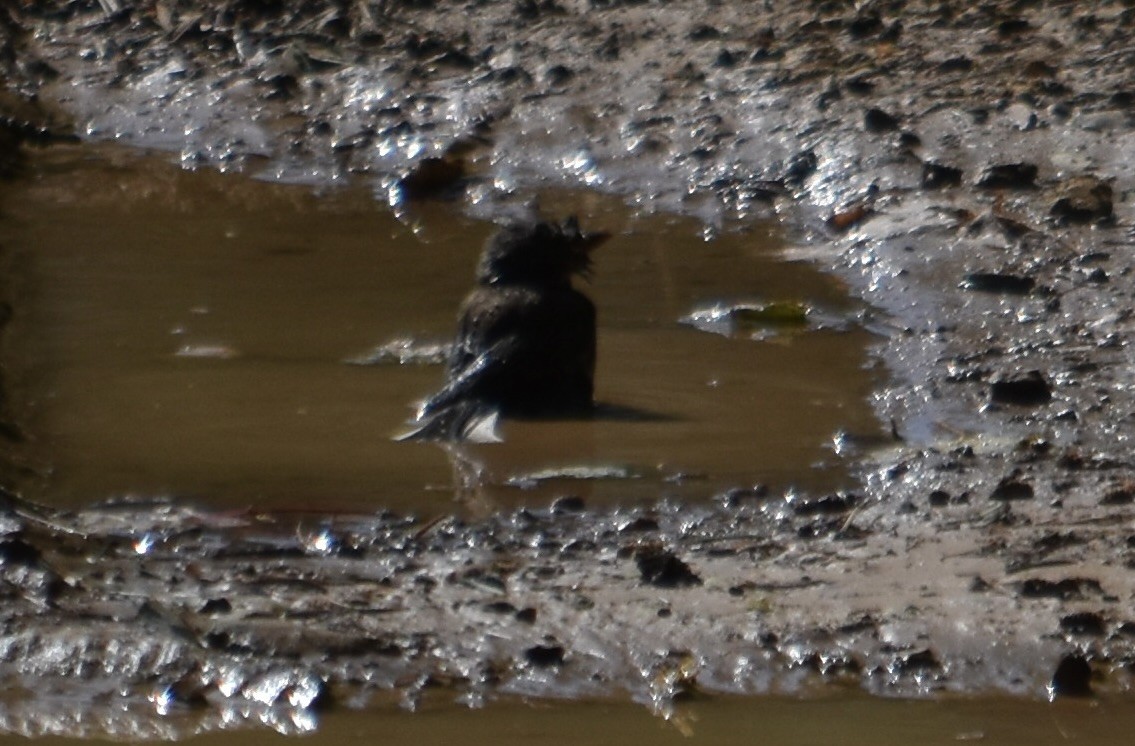 passerine sp. - ML641074092