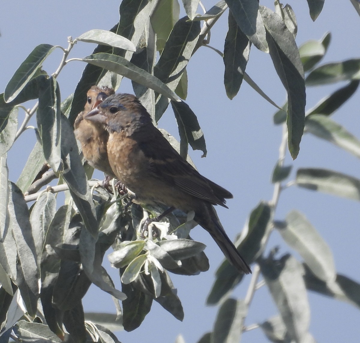 Blue Grosbeak - ML641074094