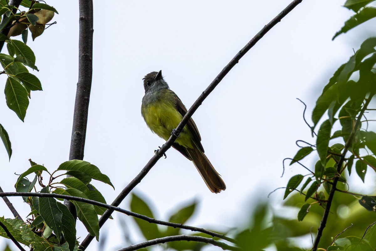 Great Crested Flycatcher - ML641074102