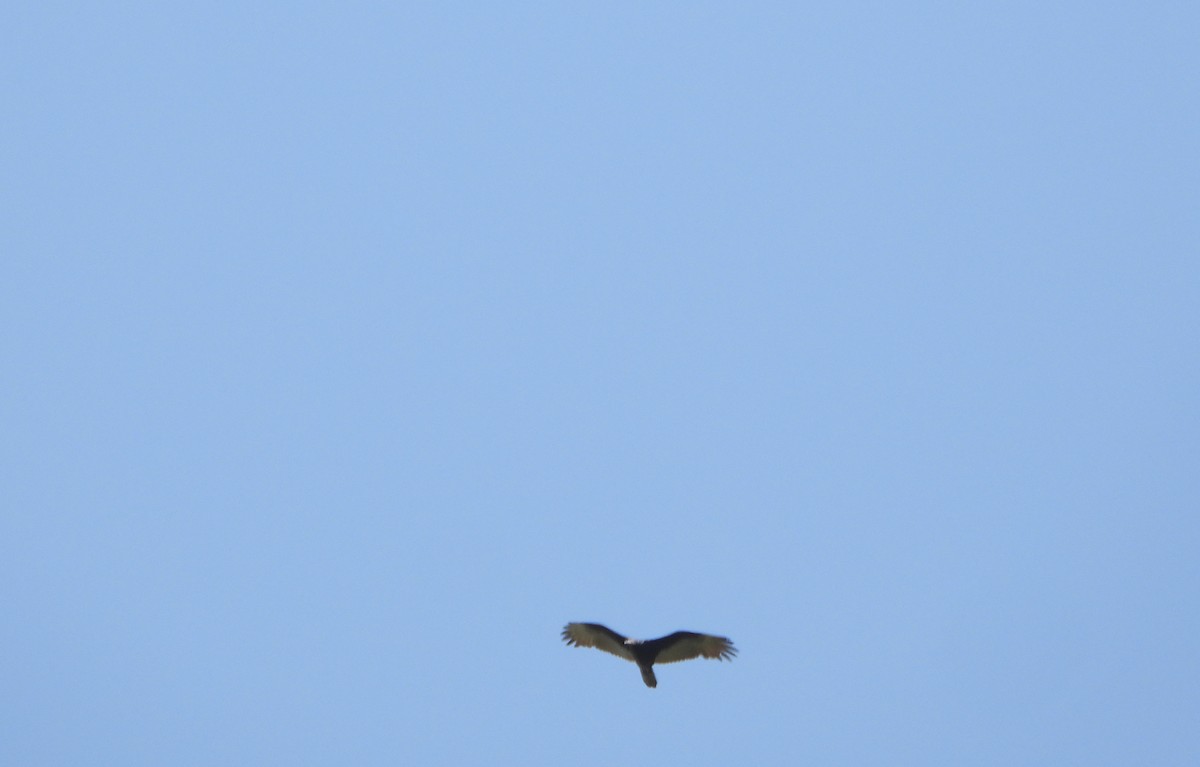 Turkey Vulture - ML641074109