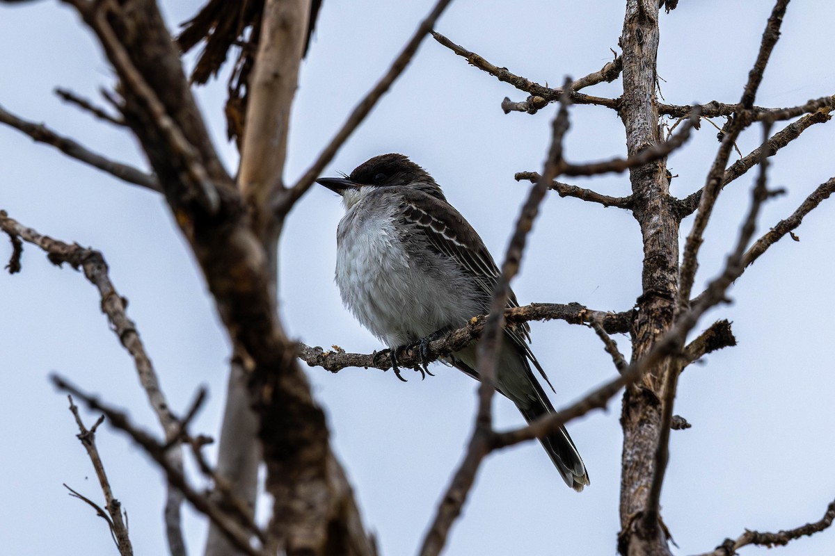 Eastern Kingbird - ML641074111