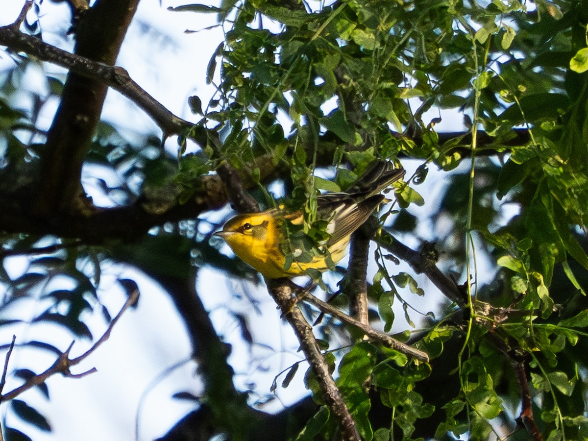 Blackburnian Warbler - ML641074127