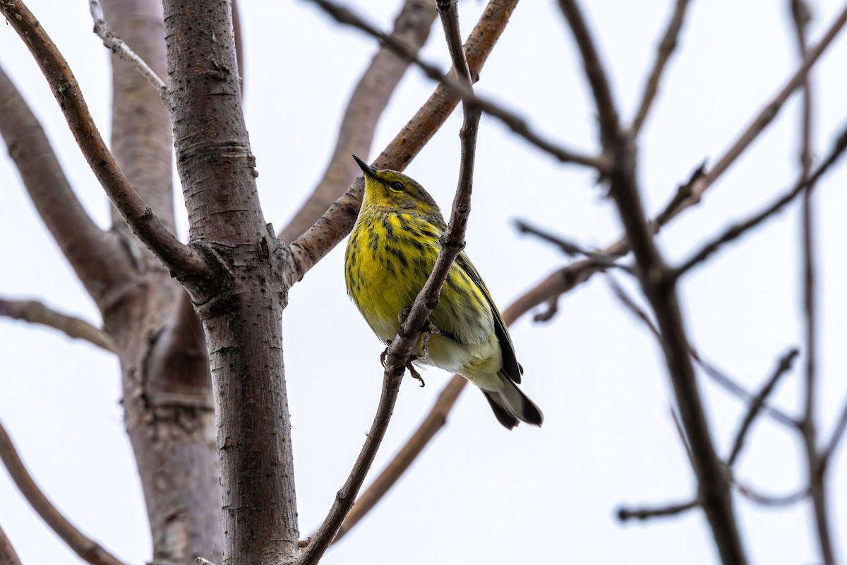 Cape May Warbler - ML641074129