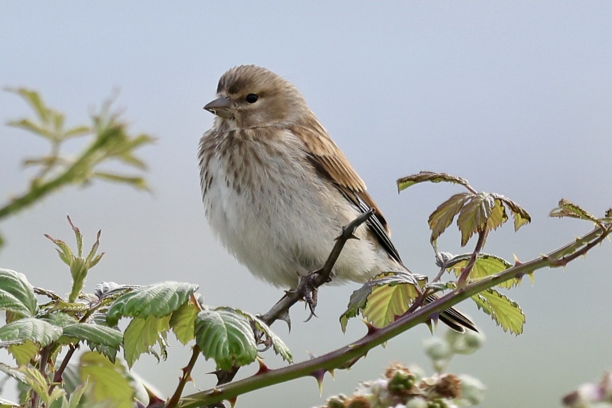 Eurasian Linnet - ML641074136