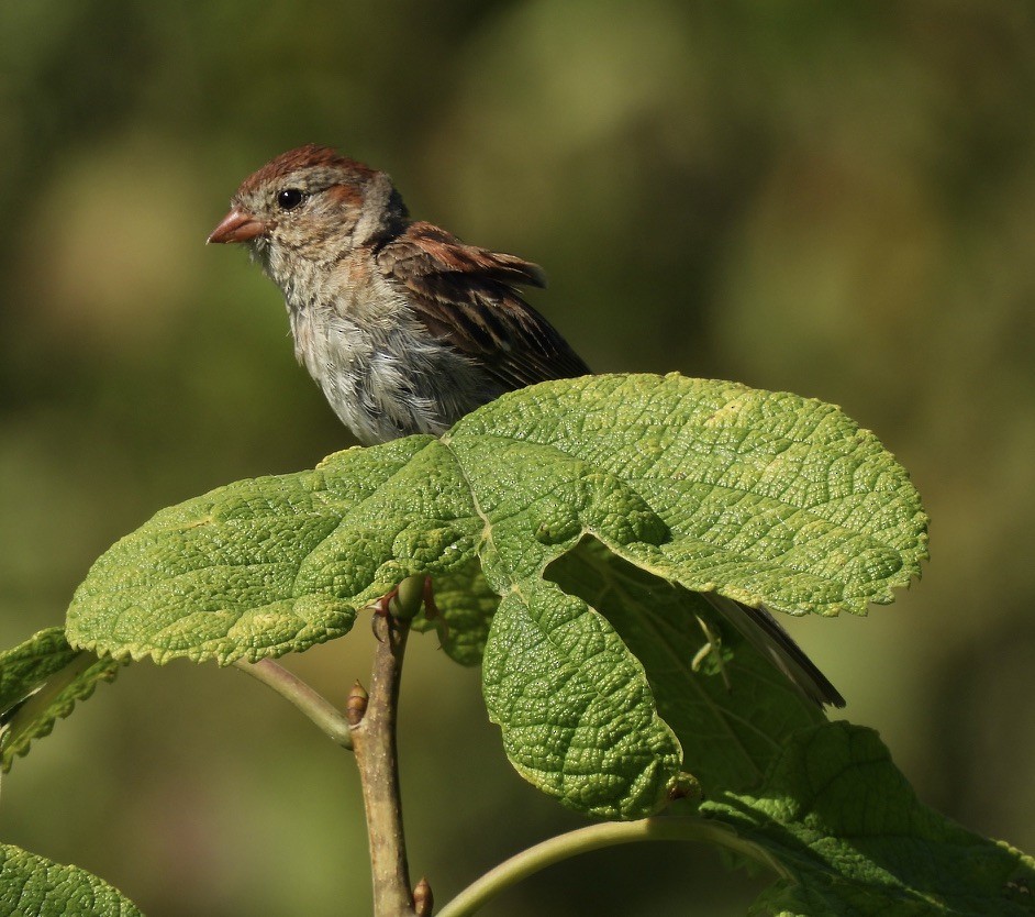 Field Sparrow - ML641074142