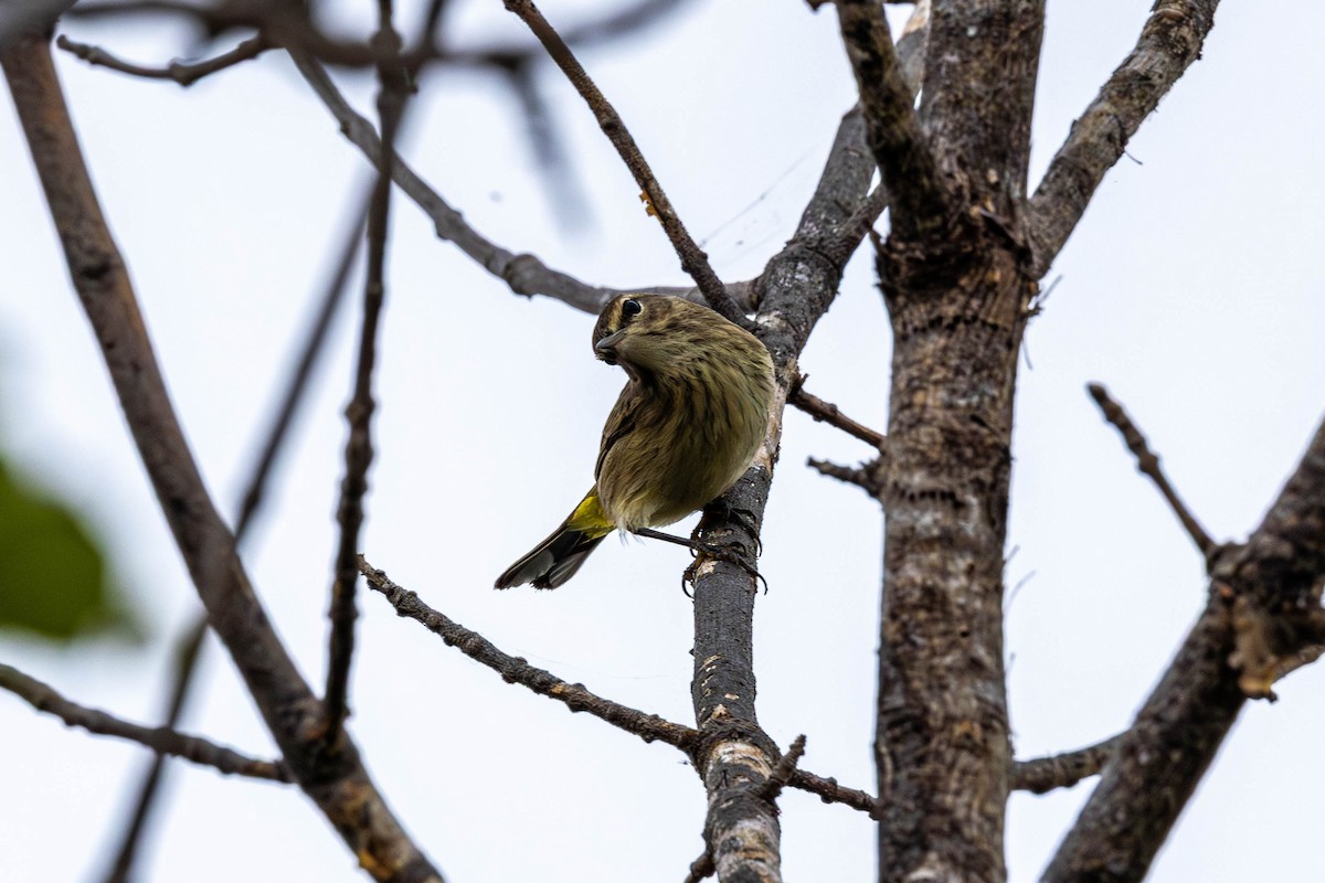 Palm Warbler - ML641074147