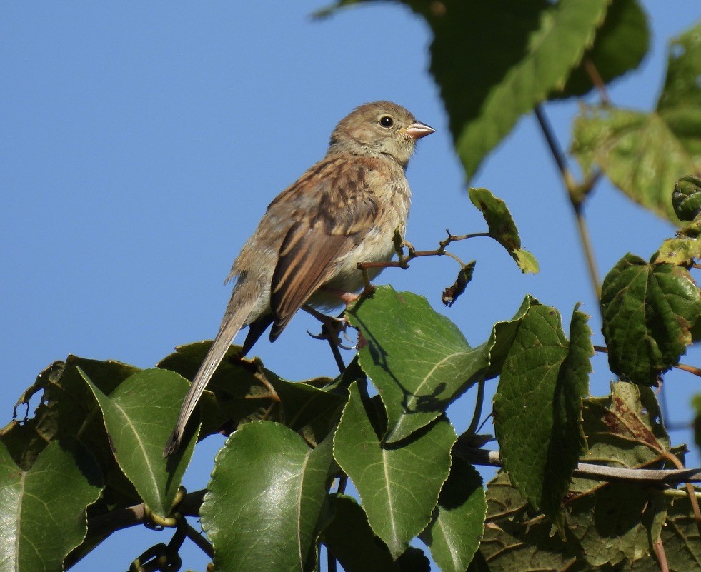 Field Sparrow - ML641074150