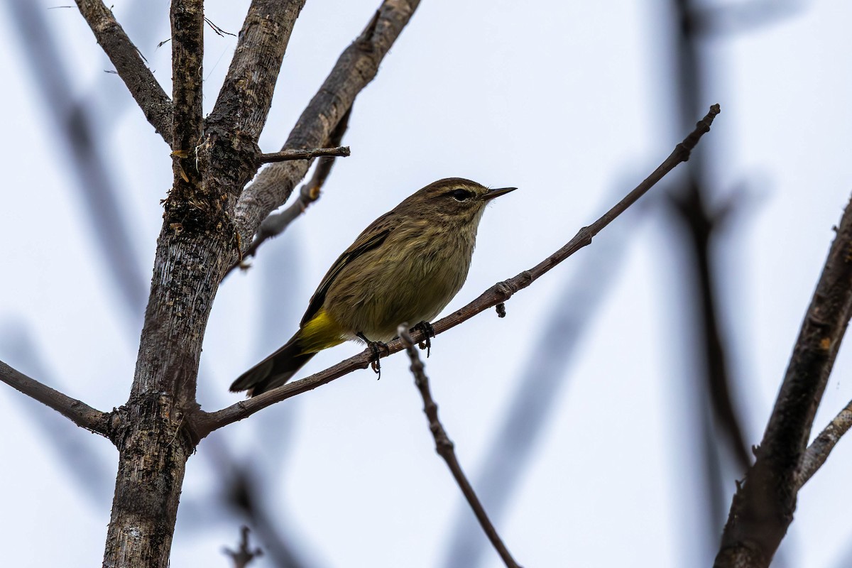 Palm Warbler - ML641074159
