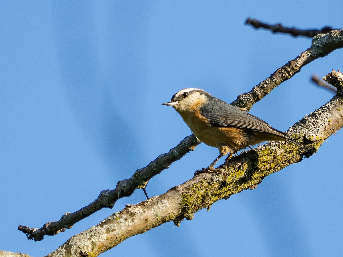 Red-breasted Nuthatch - ML641074178