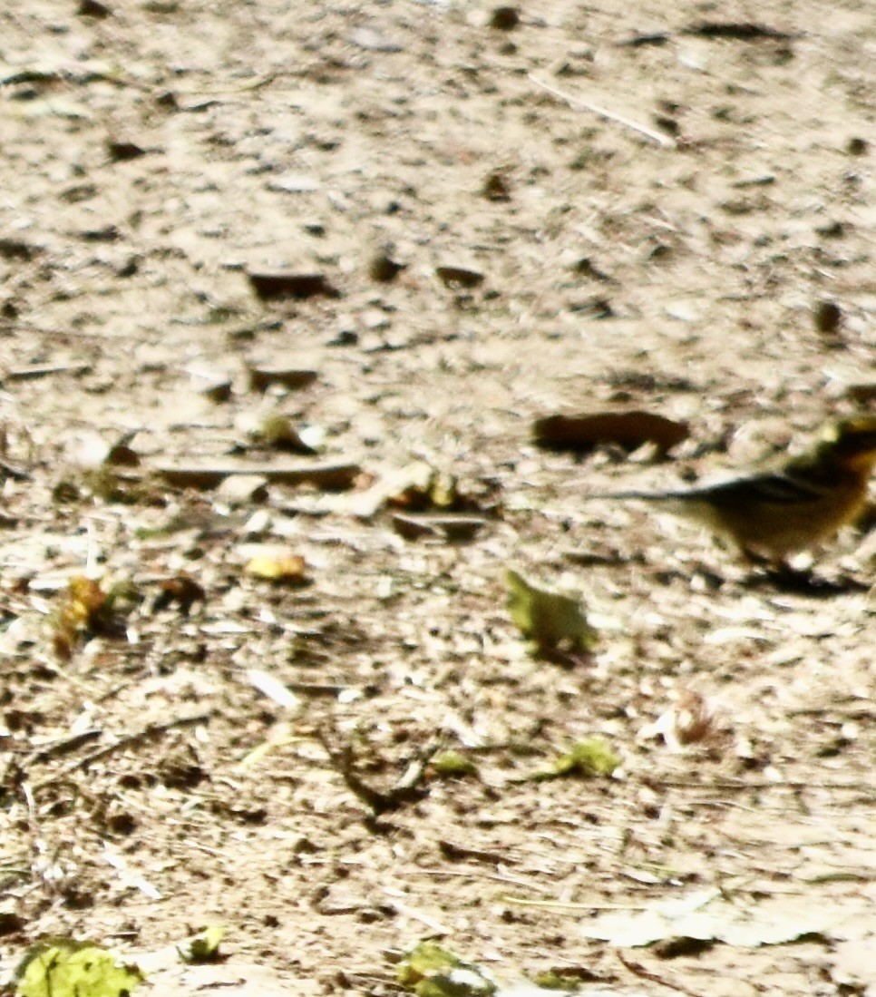 passerine sp. - ML641074184