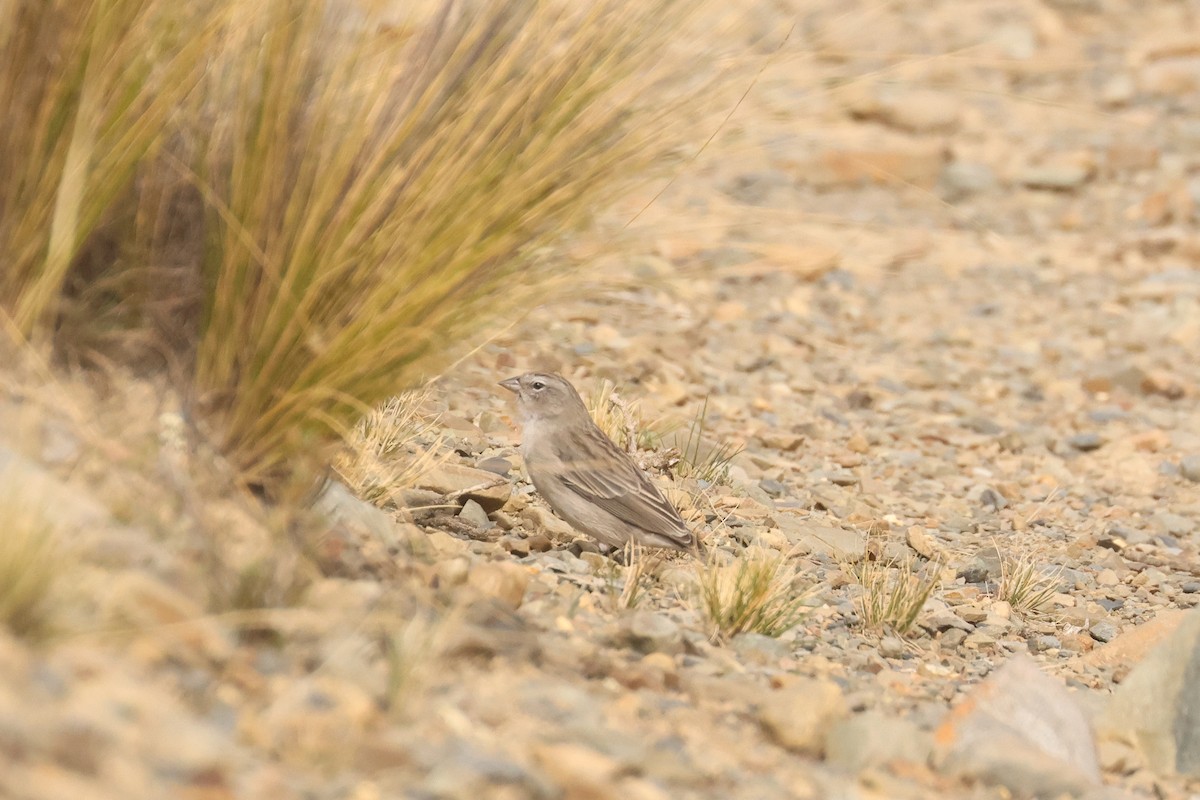 Ash-breasted Sierra Finch - ML641074185