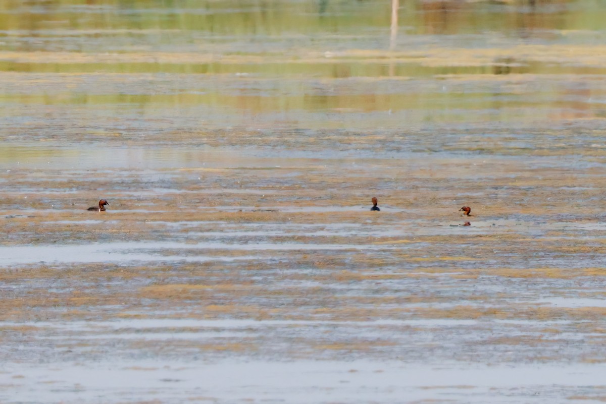 Little Grebe - ML641074187