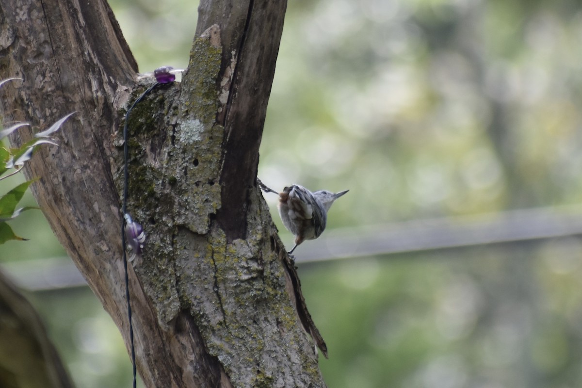 White-breasted Nuthatch - ML641074189