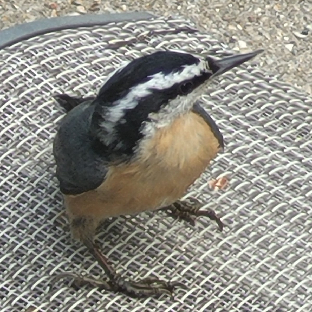 Red-breasted Nuthatch - ML641074191