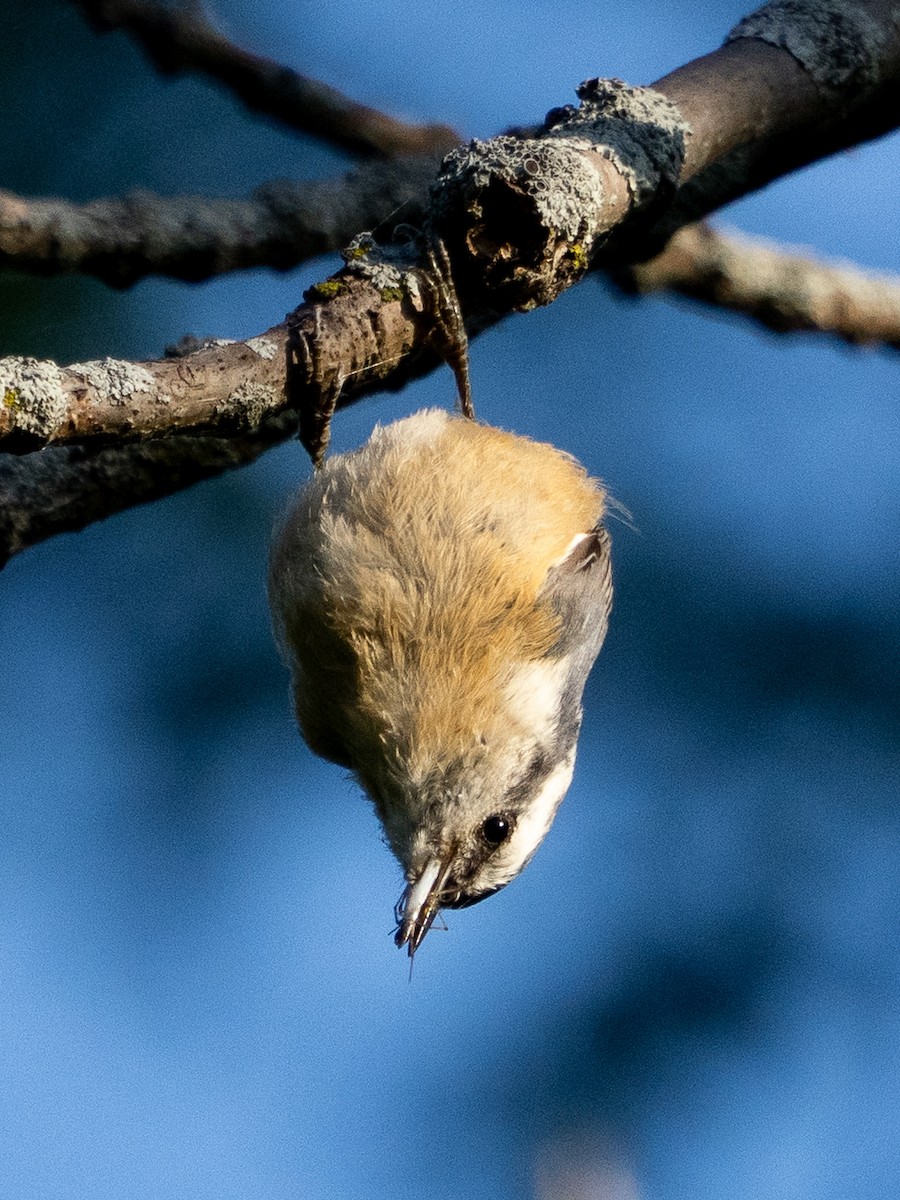 Red-breasted Nuthatch - ML641074199