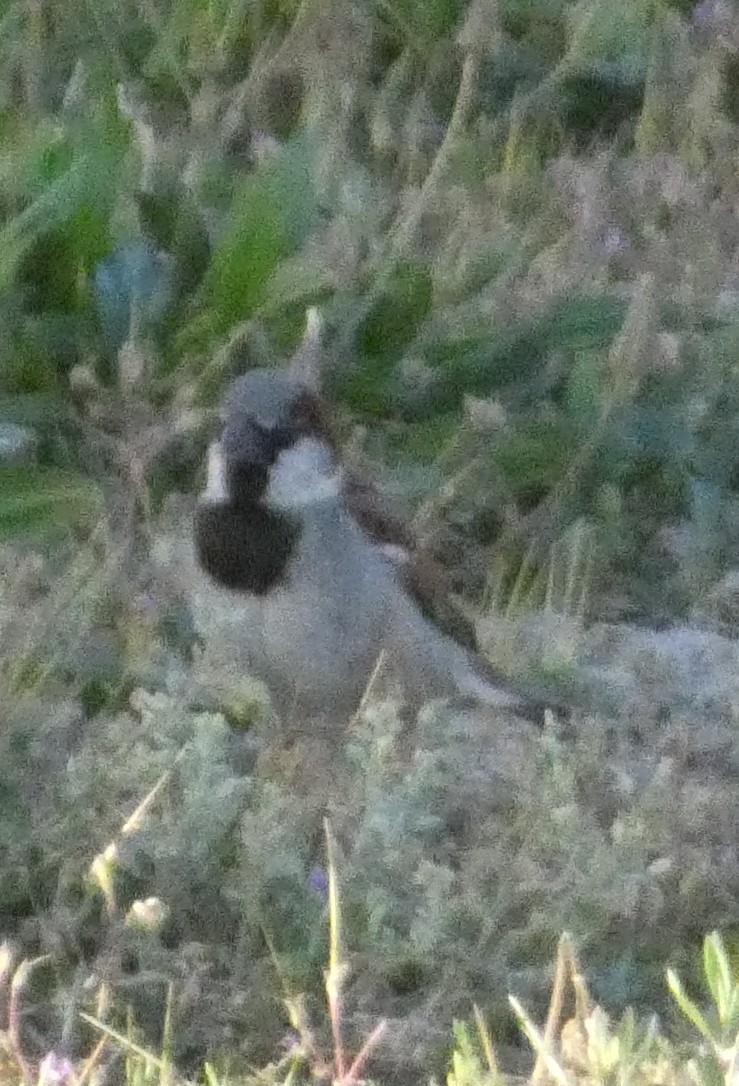 House Sparrow - ML641074205