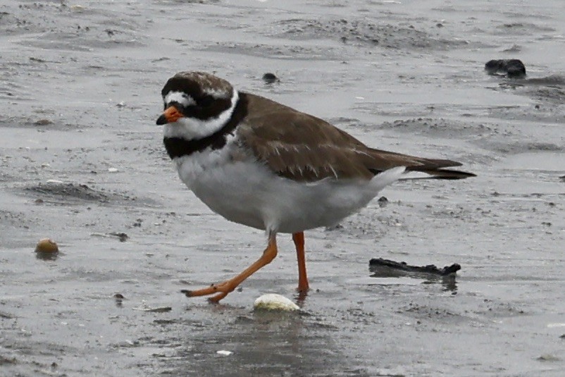 Common Ringed Plover - ML641074209
