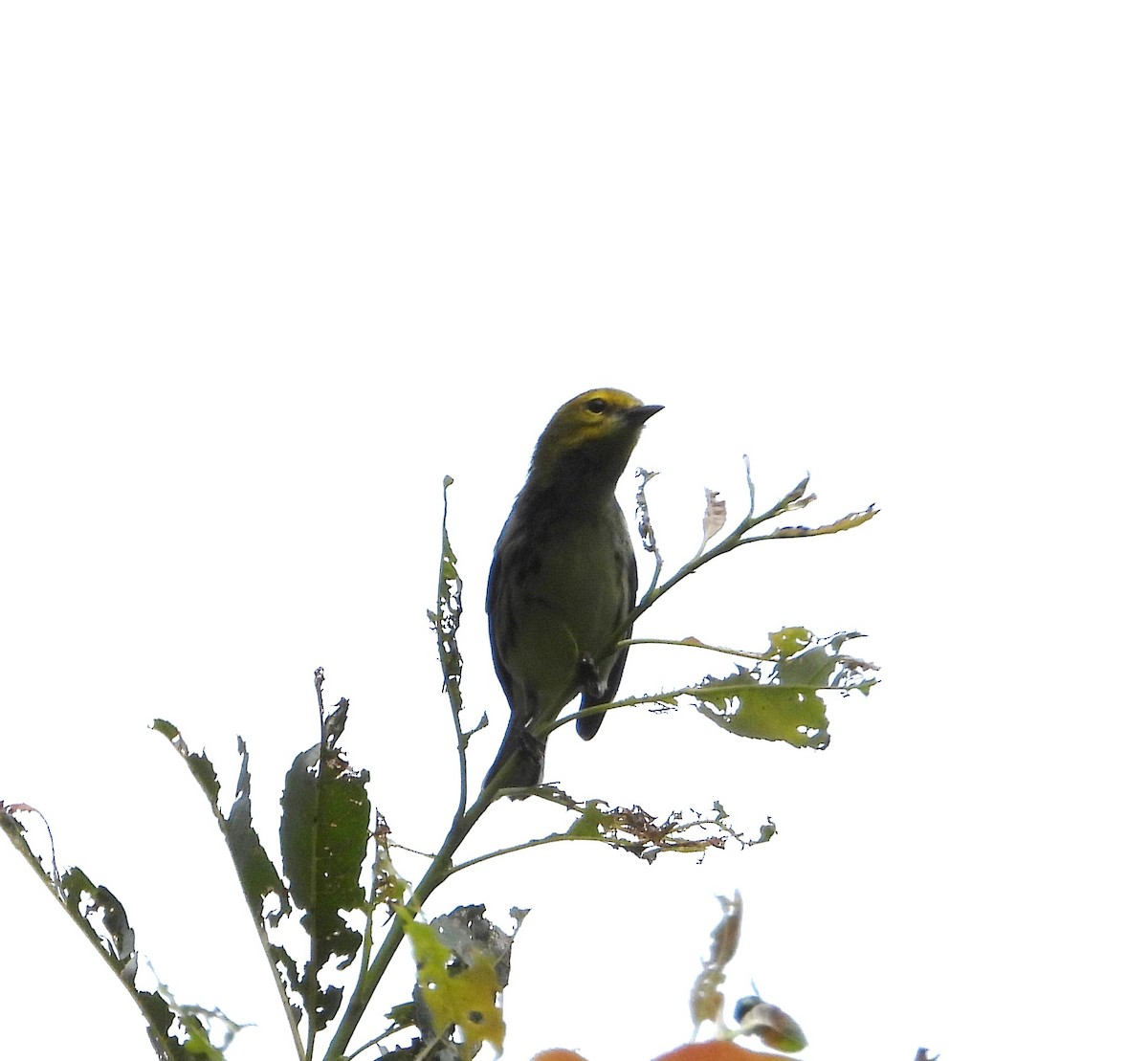 Grünmantel-Waldsänger - ML641074221