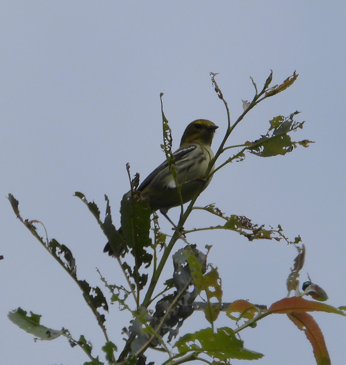 Grünmantel-Waldsänger - ML641074222