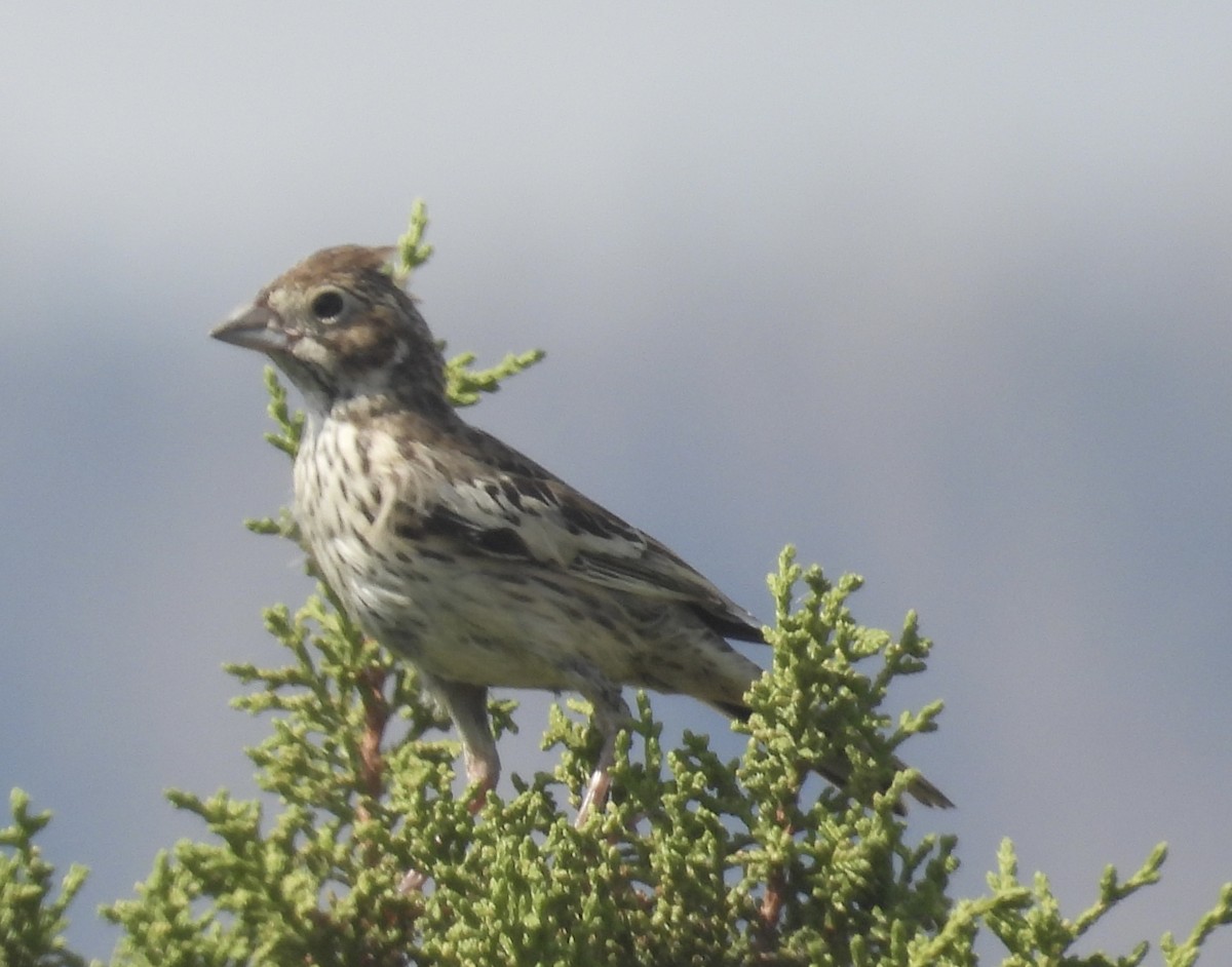 Lark Bunting - ML641074223