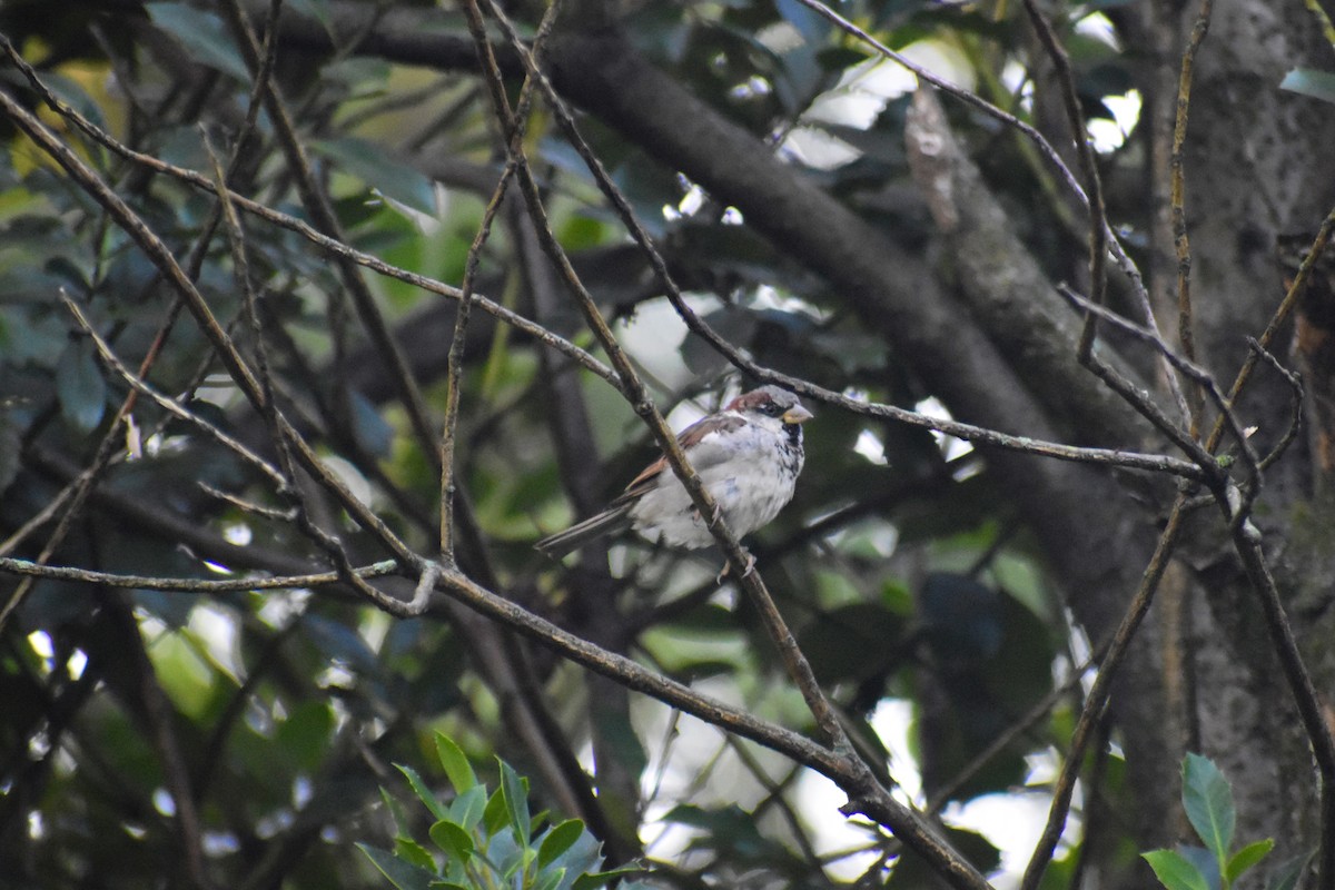 House Sparrow - ML641074249