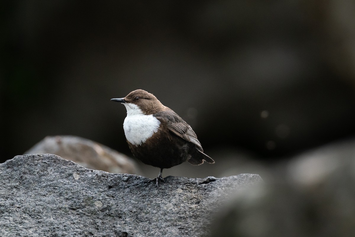 White-throated Dipper - ML641074253