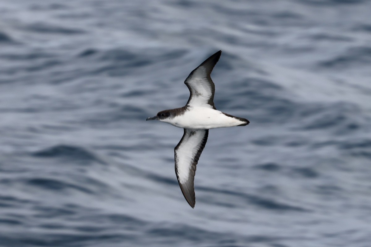Manx Shearwater - ML641074259