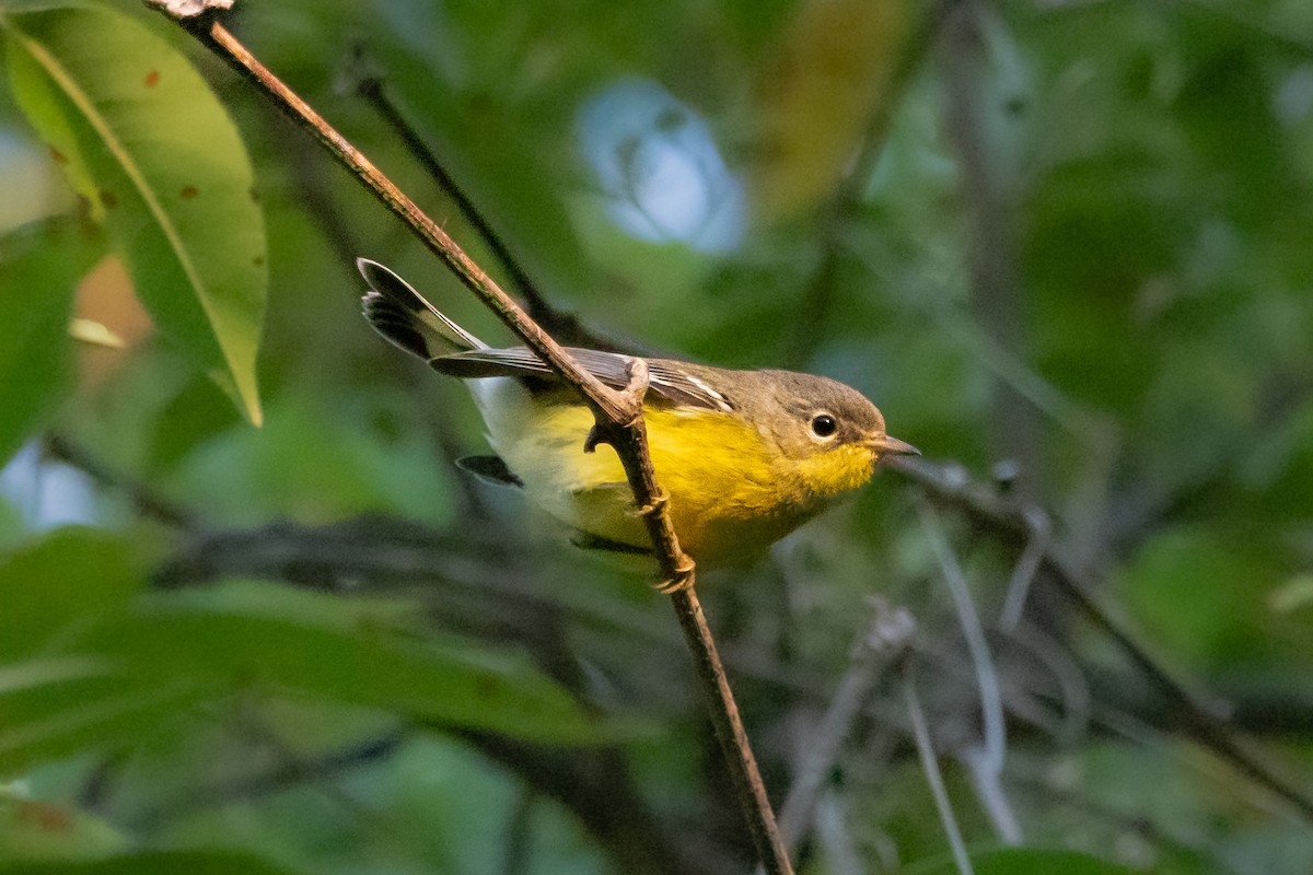 Magnolia Warbler - ML641074264