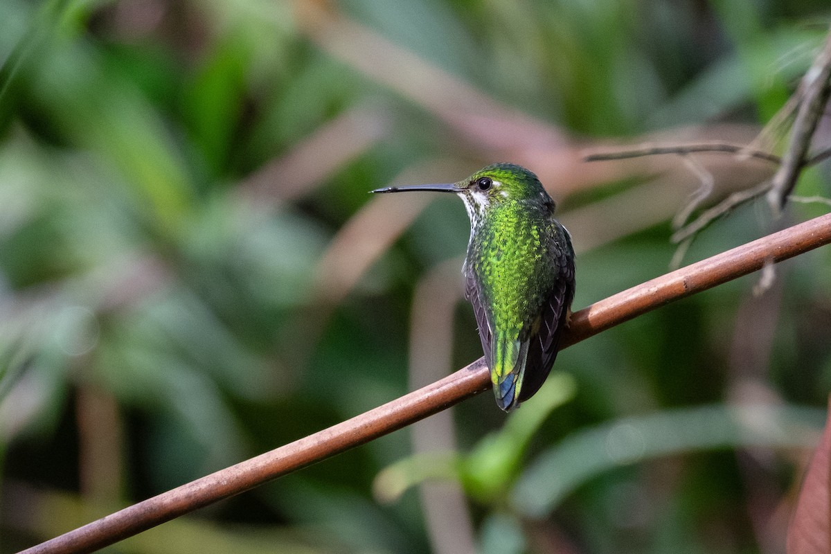 Rufous-booted Racket-tail - ML641074307
