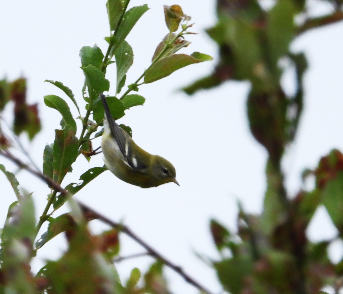 Northern Parula - ML641074339