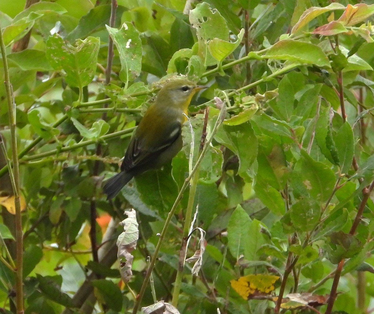 Northern Parula - ML641074387