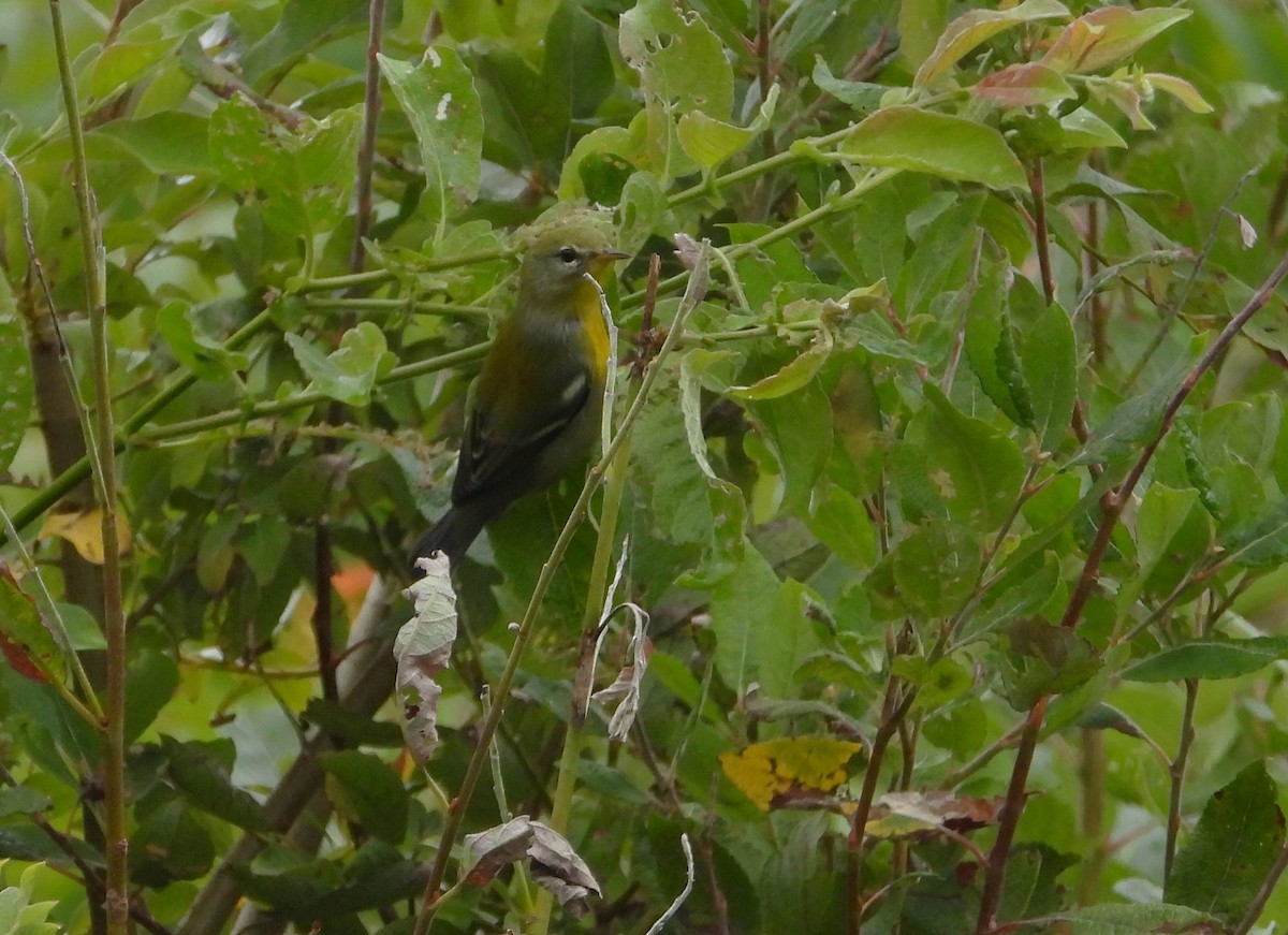 Northern Parula - ML641074388