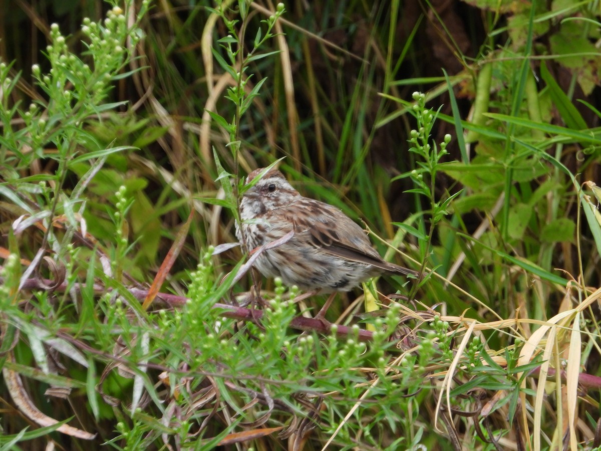 Song Sparrow - ML641074389