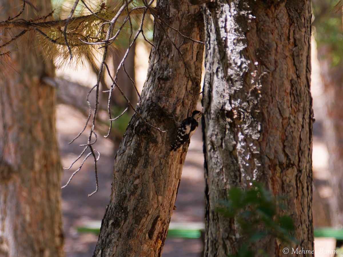 Lesser Spotted Woodpecker - ML641074392