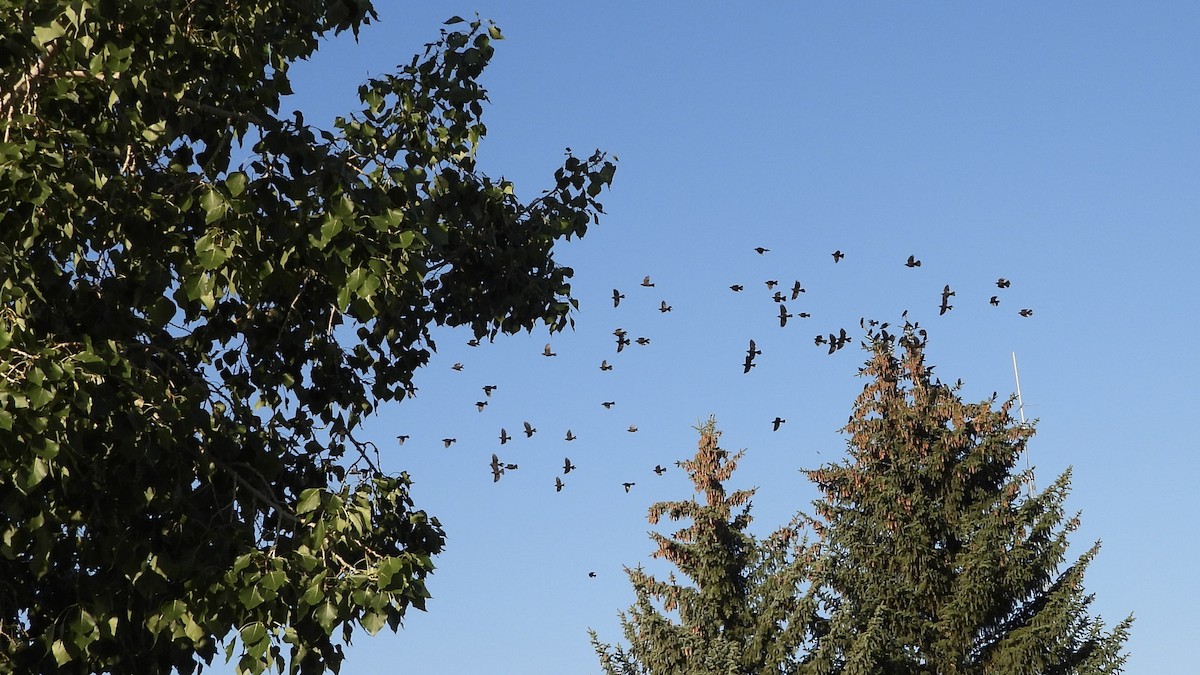 Common Grackle - ML641074427