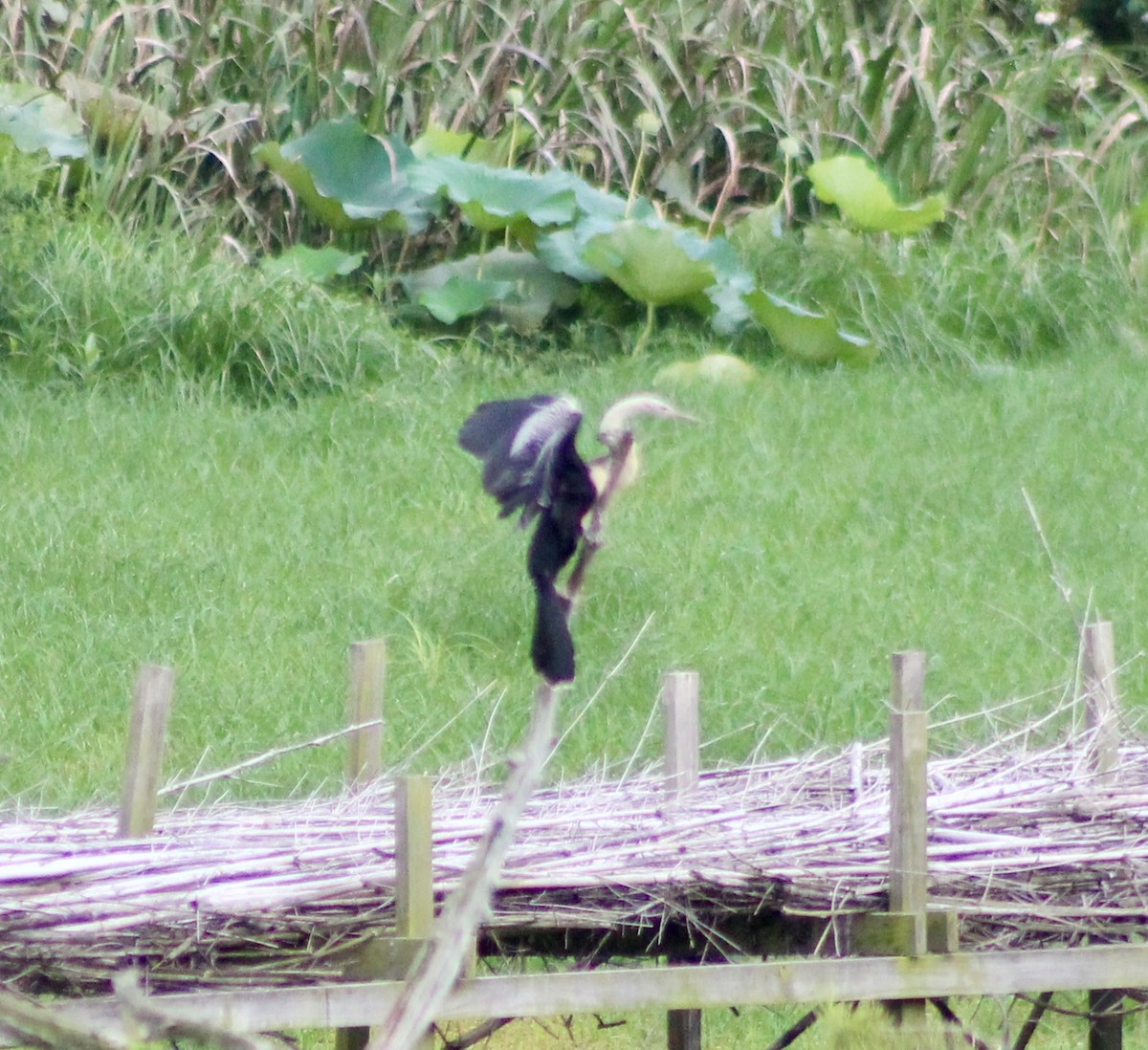 Anhinga - ML641074432