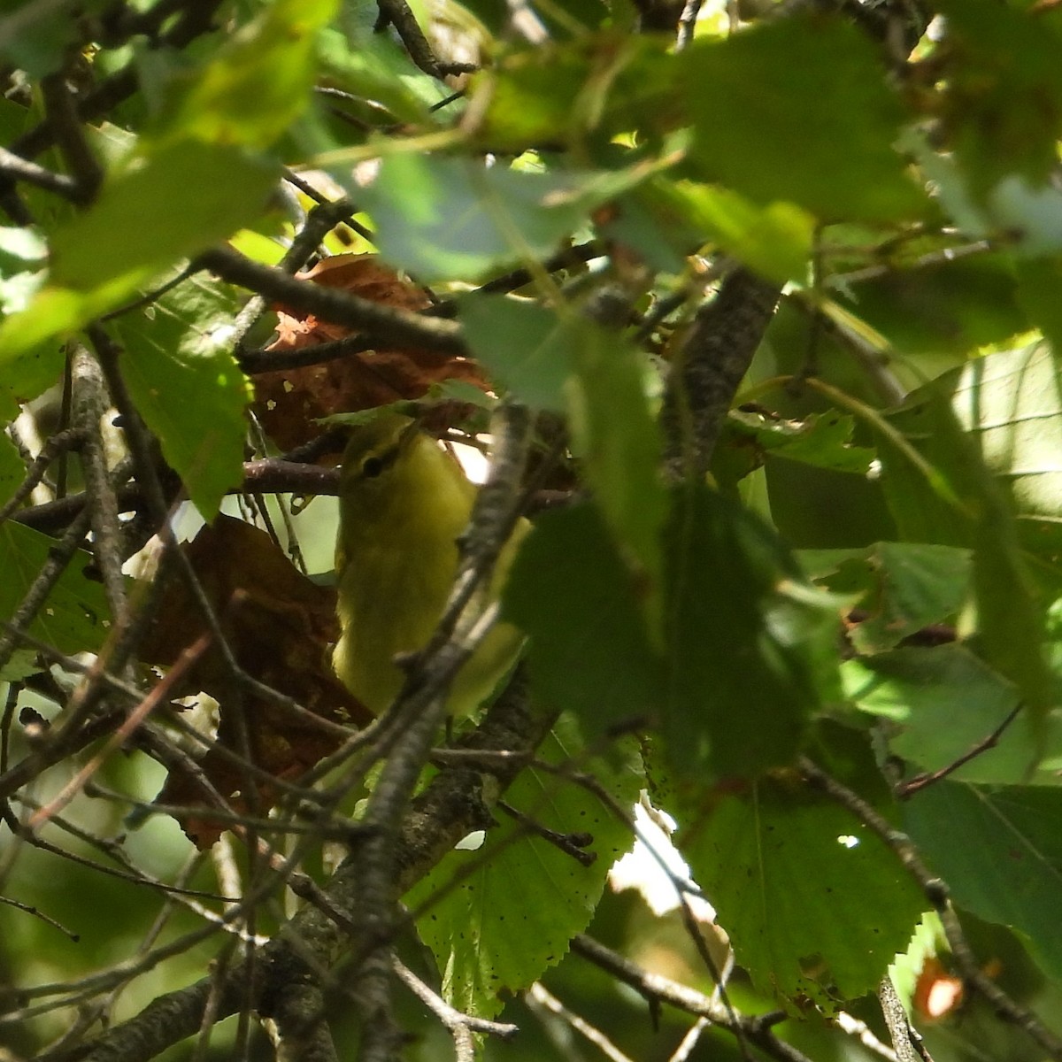 American Redstart - ML641074445
