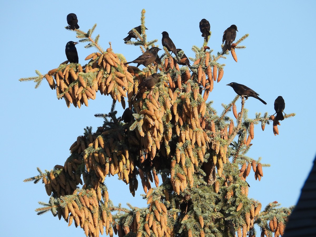 Common Grackle - ML641074454
