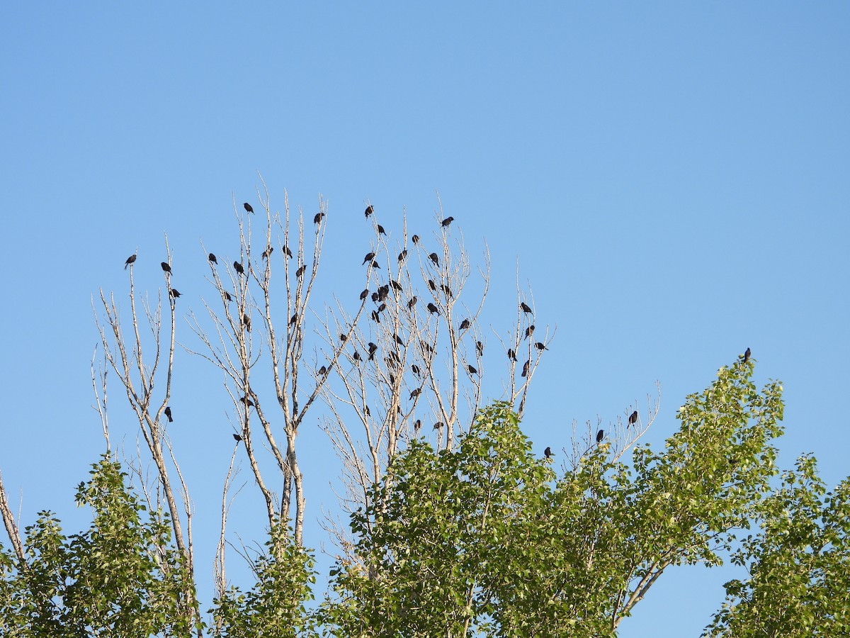 Common Grackle - ML641074467