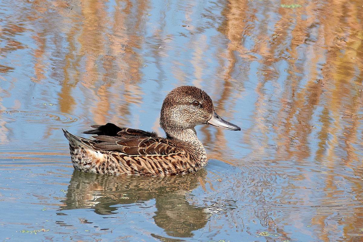 Green-winged Teal - ML641074473