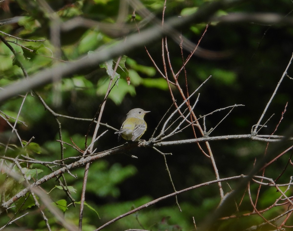 Magnolia Warbler - ML641074478