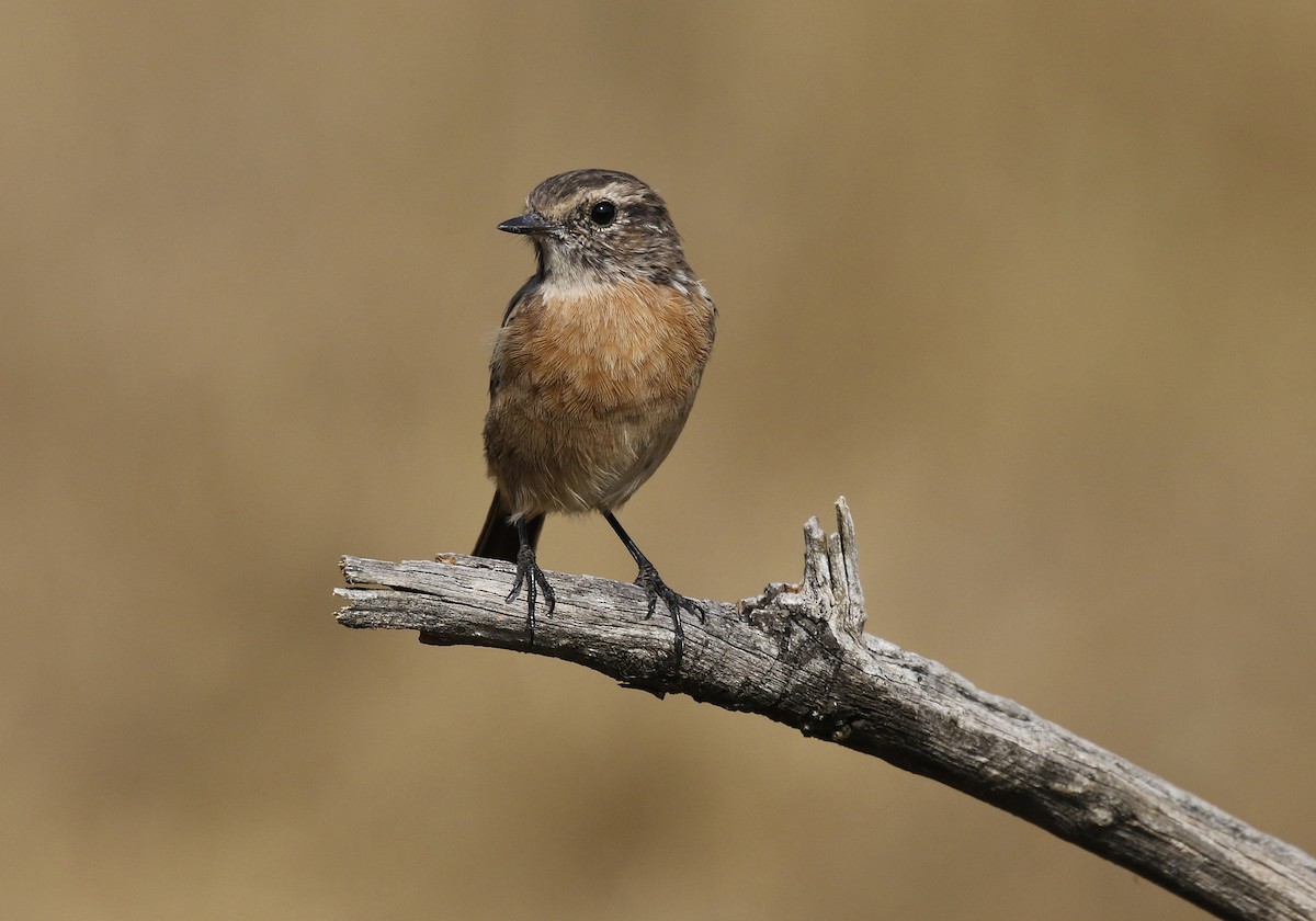 European Stonechat - ML641074490