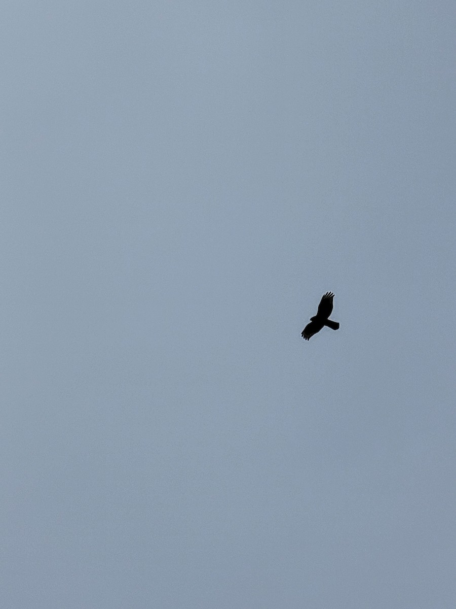 Red-shouldered Hawk - ML641074491