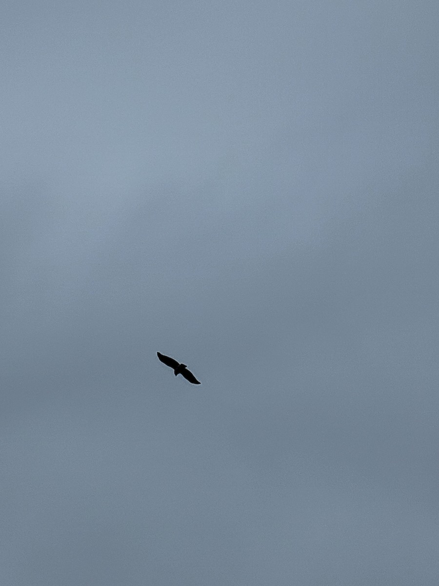 Red-shouldered Hawk - ML641074492