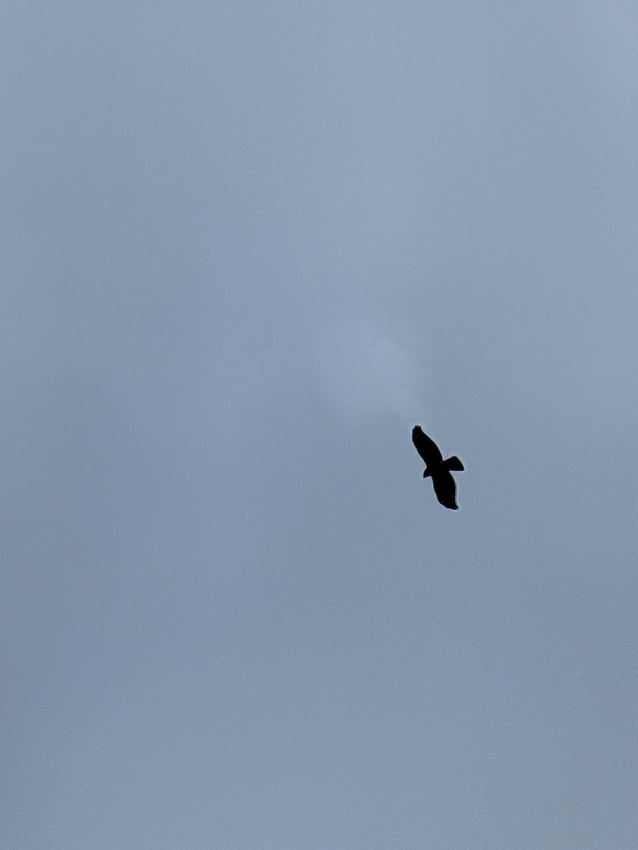Red-shouldered Hawk - ML641074494