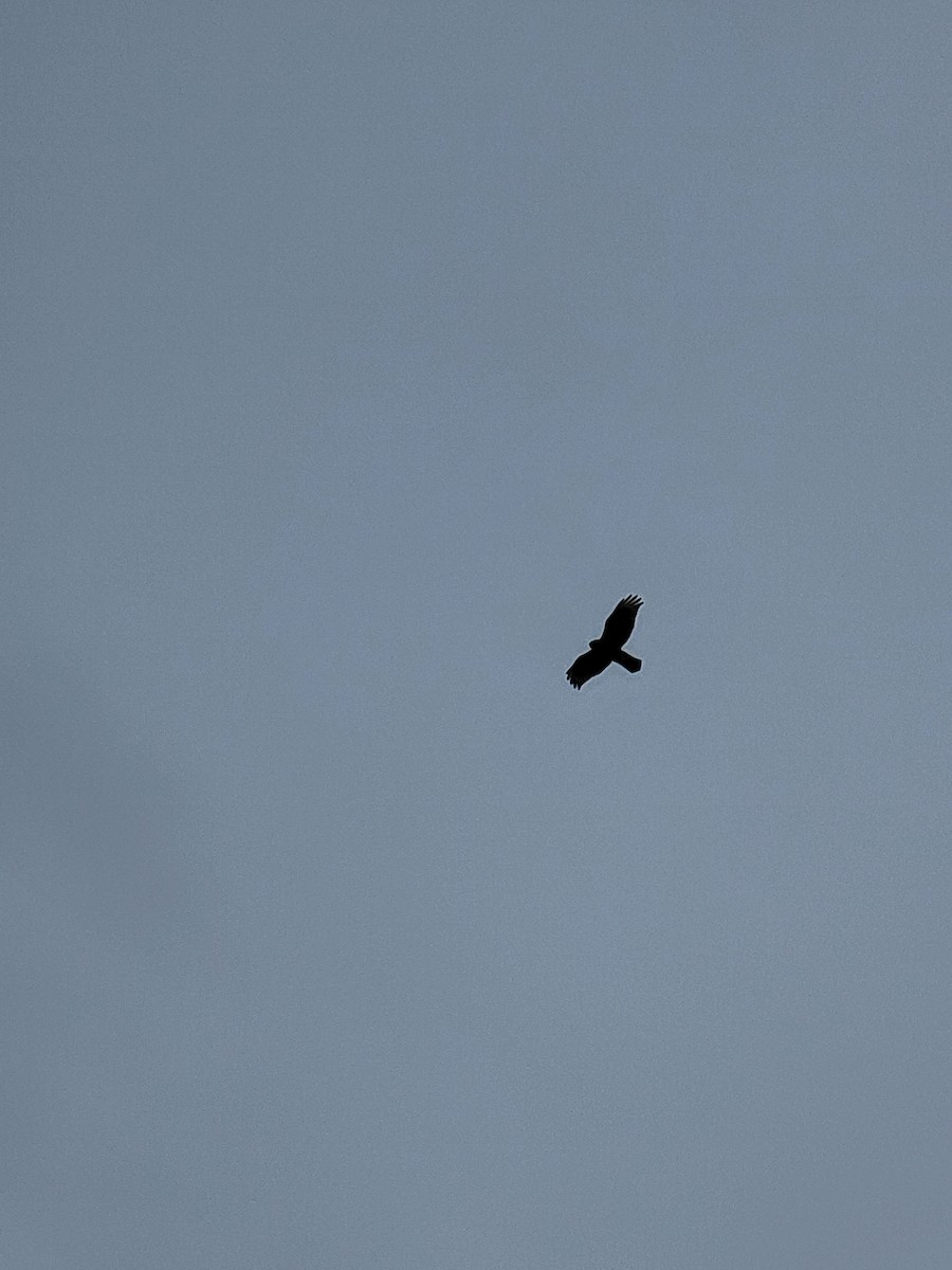 Red-shouldered Hawk - ML641074495