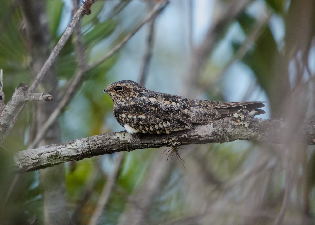 Lesser Nighthawk - ML641074503