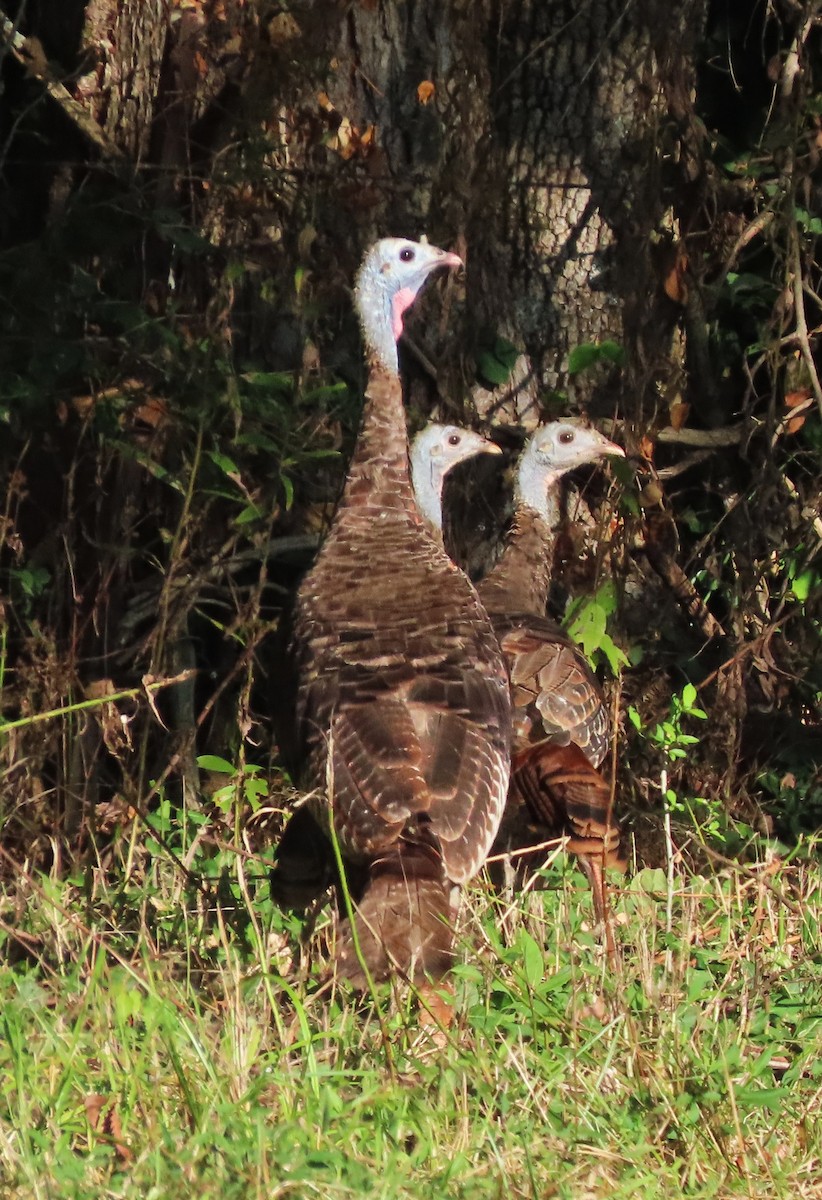 Wild Turkey - ML641074508