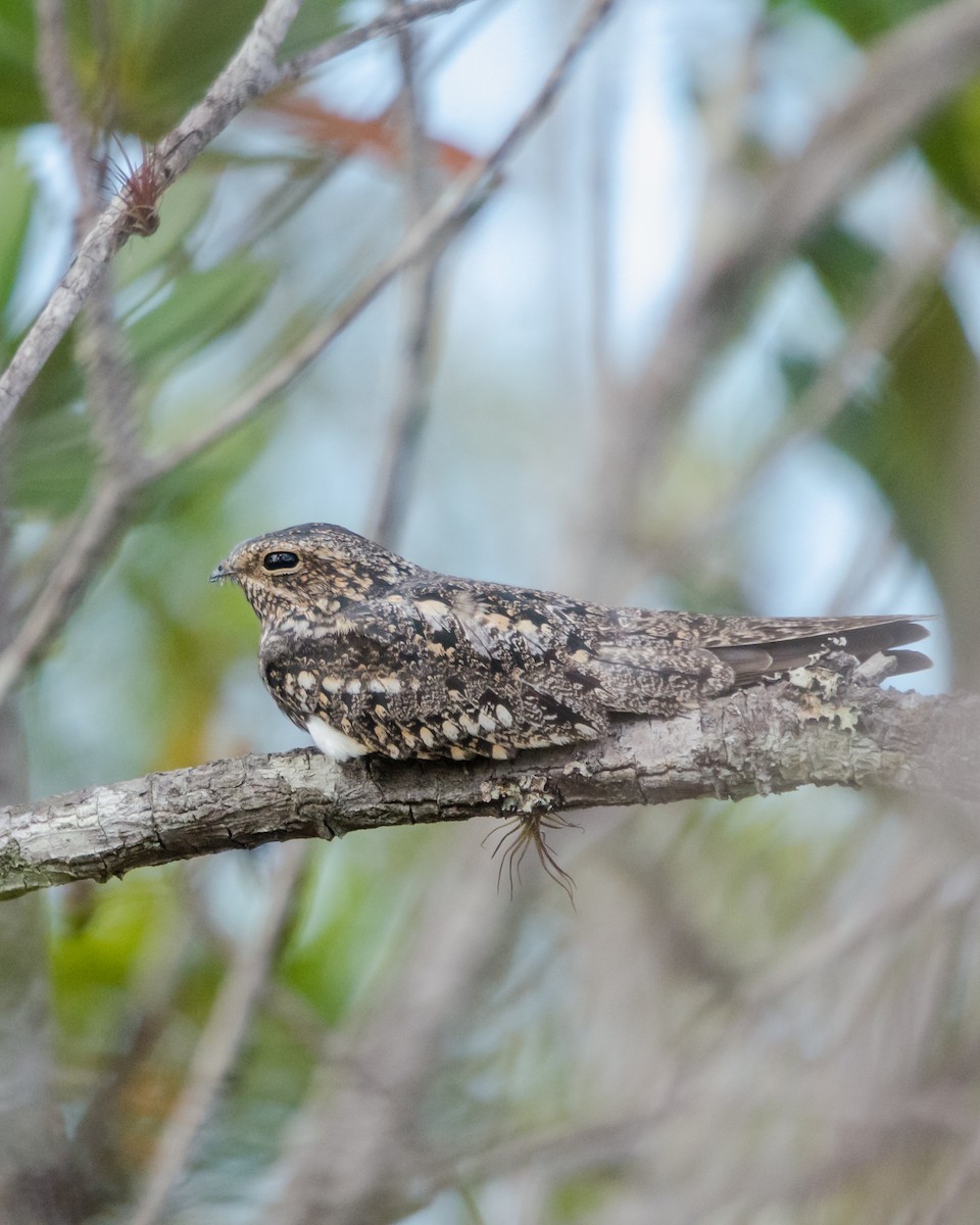 Lesser Nighthawk - ML641074532